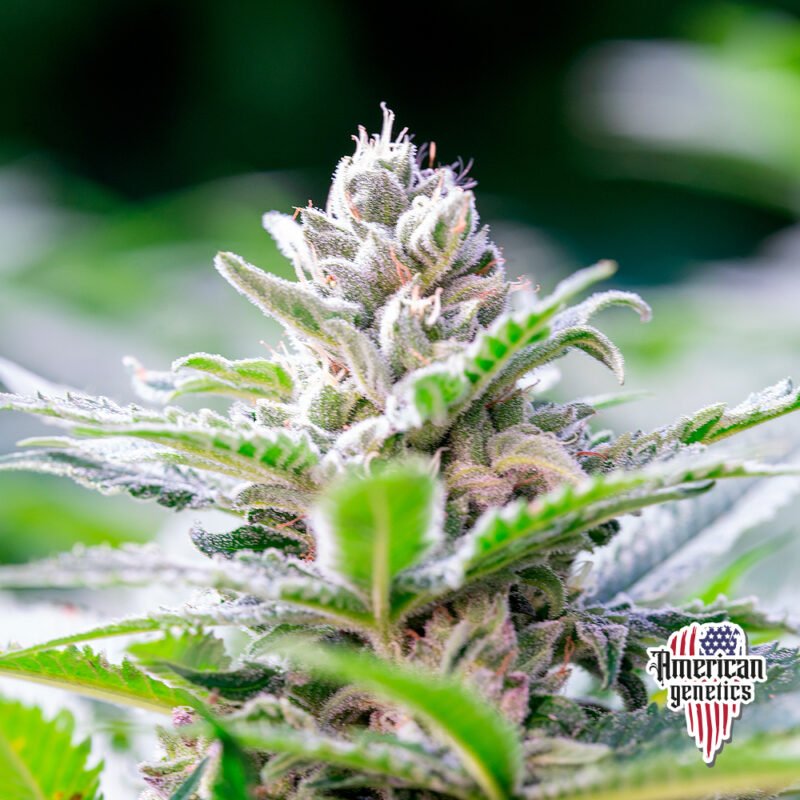 Planta de cannabis feminizada de exterior en floración, variedad biscotti