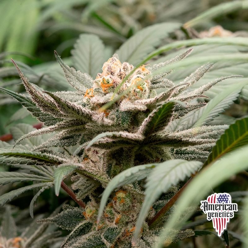 Planta de cannabis feminizada de interior en floración, variedad black dominal