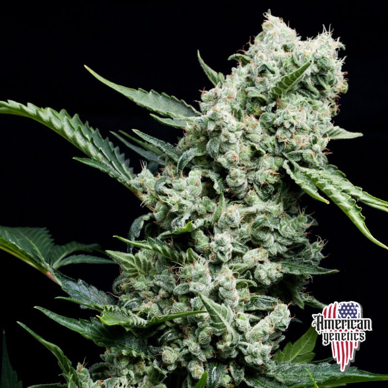 Planta de cannabis feminizada de interior en floración, variedad blue dreams