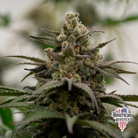 Planta de cannabis feminizada de exterior en floración, variedad blue dreams