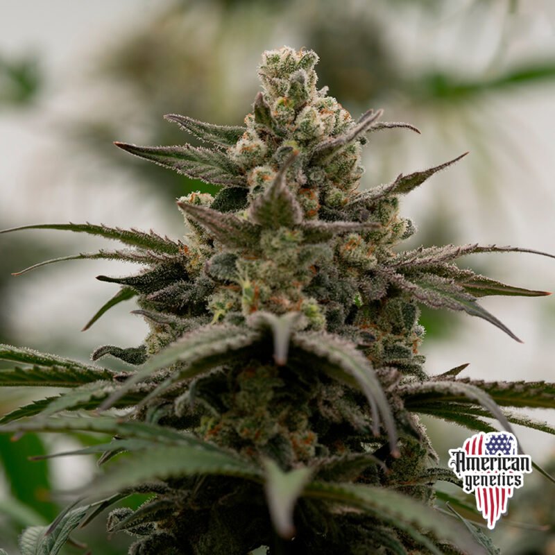 Planta de cannabis feminizada de exterior en floración, variedad blue dreams