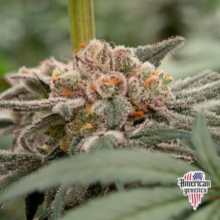Planta de cannabis feminizada de interior en floración, variedad blue master