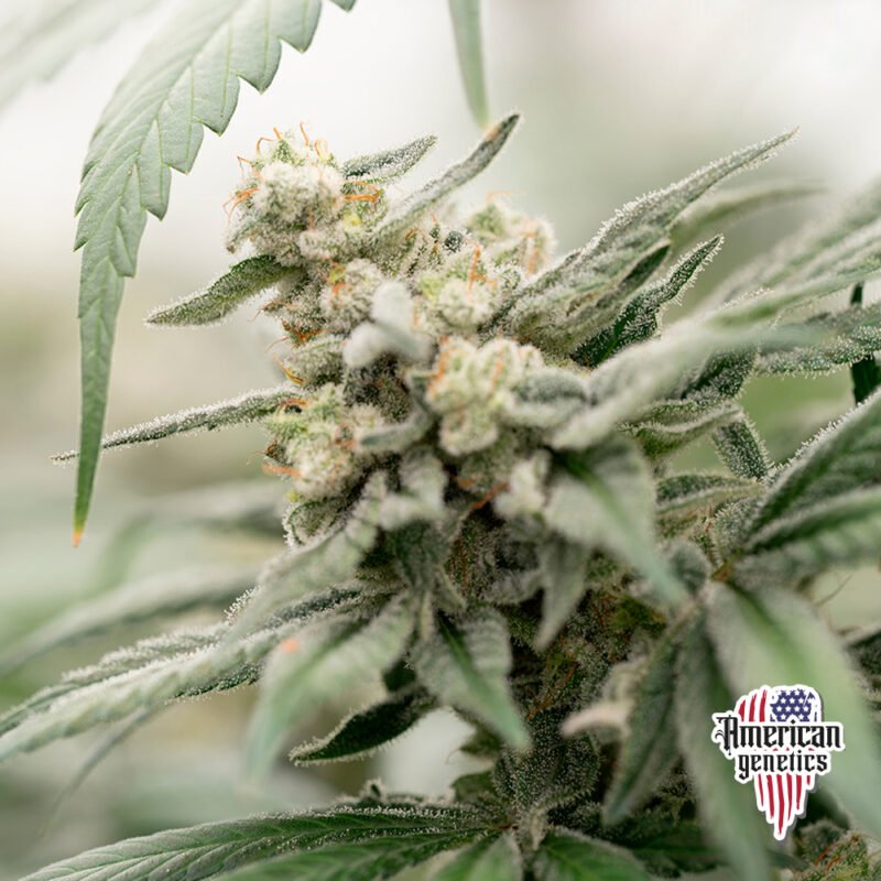 Planta de cannabis feminizada de interior en floración, variedad blueberry
