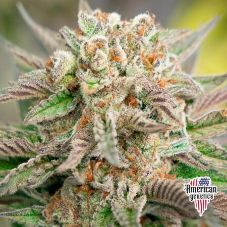 Planta de cannabis feminizada de interior en floración, variedad bob marley