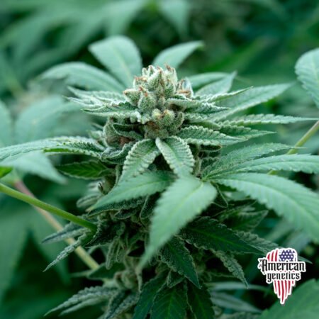 Planta de cannabis feminizada de interior en floración, variedad bubba kush