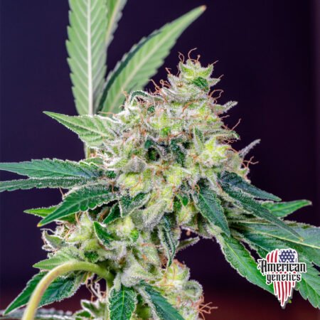 Planta de cannabis feminizada de interior en floración, variedad california orange