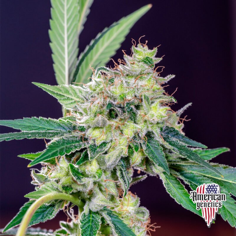 Planta de cannabis feminizada de interior en floración, variedad california orange