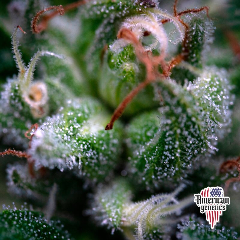 Planta de cannabis feminizada de interior en floración, variedad candy kush
