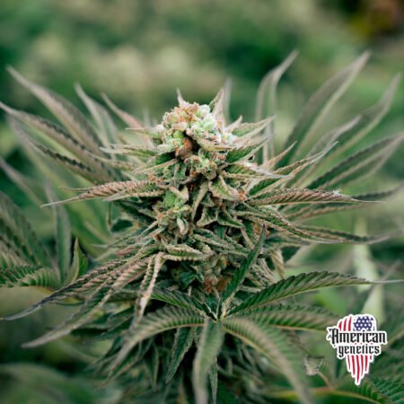 Planta de cannabis feminizada de interior en floración, variedad cereal milk