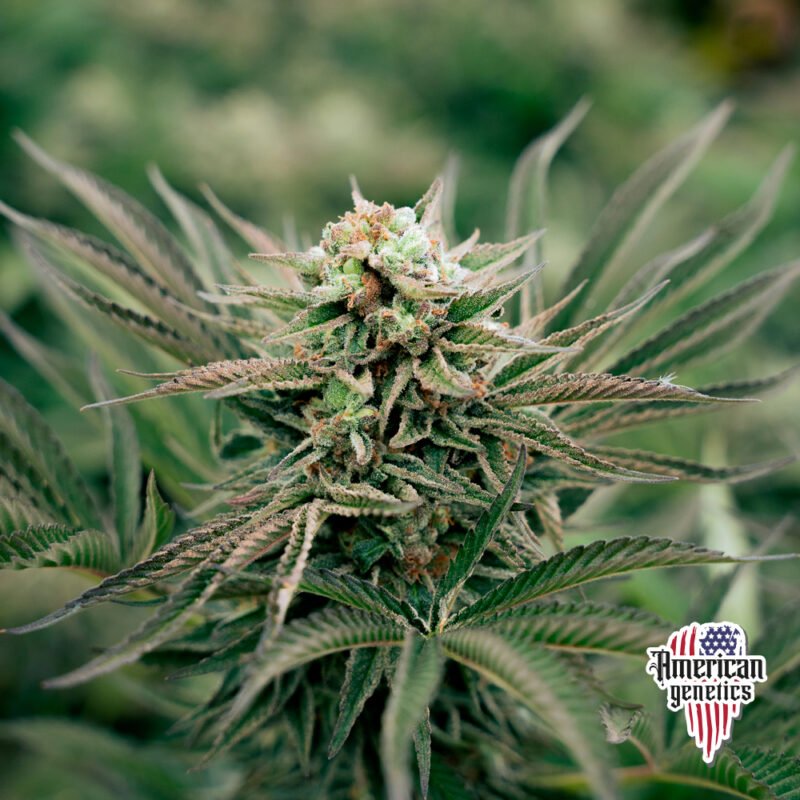 Planta de cannabis feminizada de interior en floración, variedad cereal milk