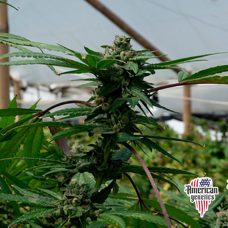 Planta de cannabis feminizada de exterior en floración, variedad cheese