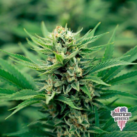 Planta de cannabis feminizada de interior en floración, variedad chewdawg