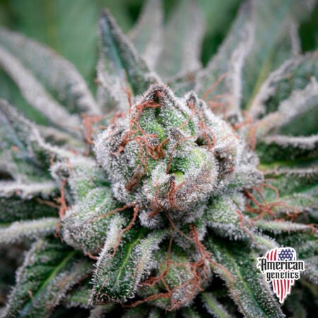 Planta de cannabis feminizada de interior en floración, variedad cherry punch