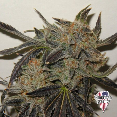 Planta de cannabis feminizada de interior en floración, variedad chocolate diesel