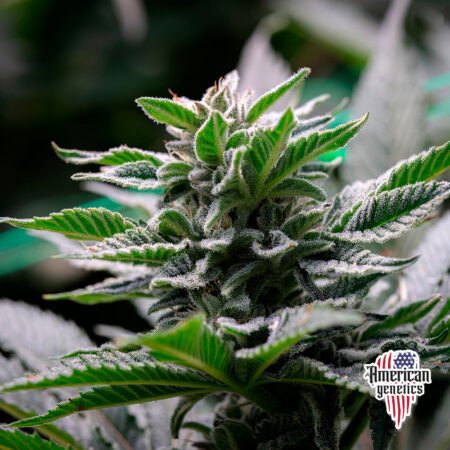 Planta de cannabis feminizada de interior en floración, variedad chocolope