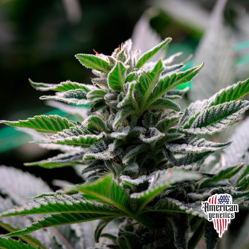 Planta de cannabis feminizada de interior en floración, variedad chocolope