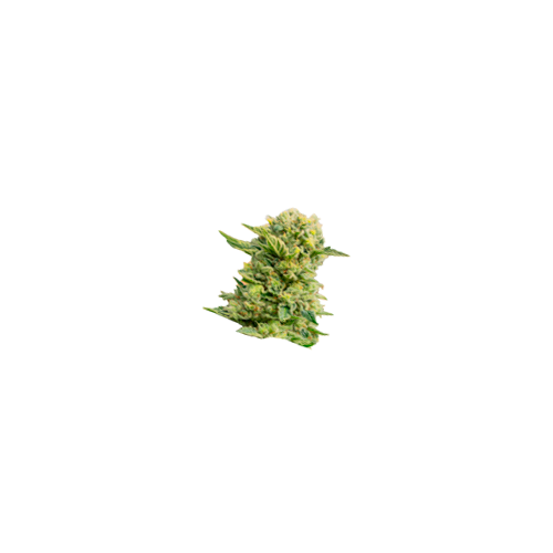 American Genetics 11 cogollo de semillas feminizadas de cannabis american genetics
