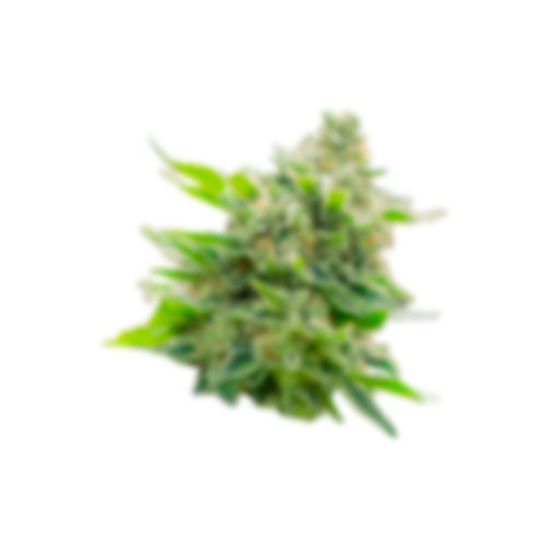 American Genetics 1 cogollo de marihuana american genetics