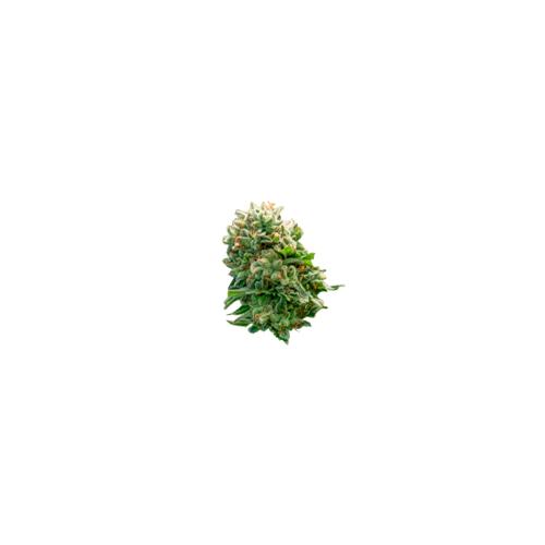 American Genetics 2 cogollo de marihuana de máxima calidad