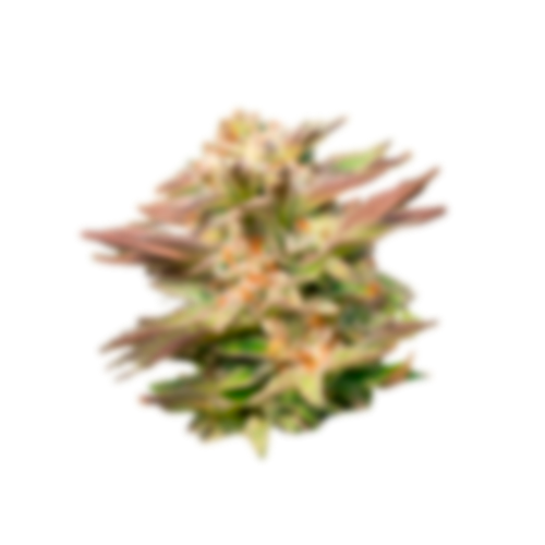 American Genetics 7 cogollo desenfocado de marihuana