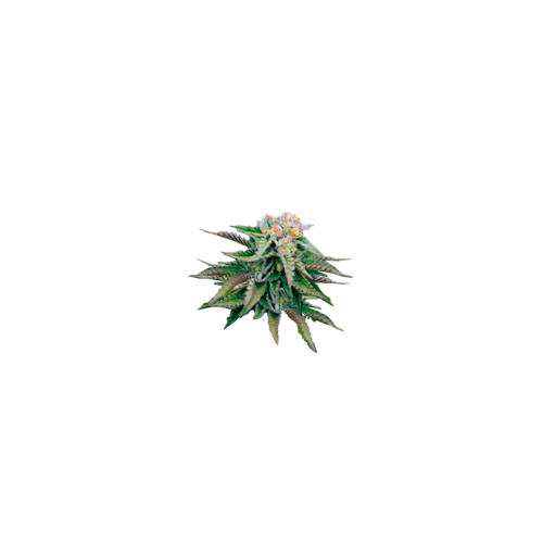American Genetics 9 cogollo de marihuana