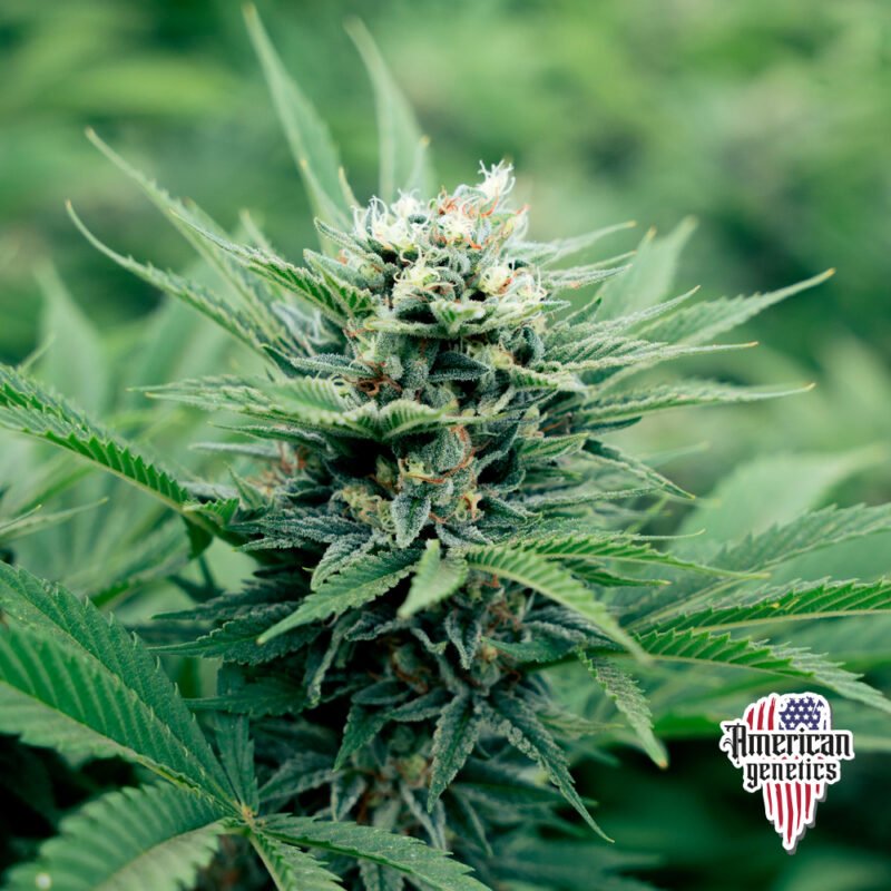 Planta de cannabis feminizada de interior en floración, variedad colombian gold