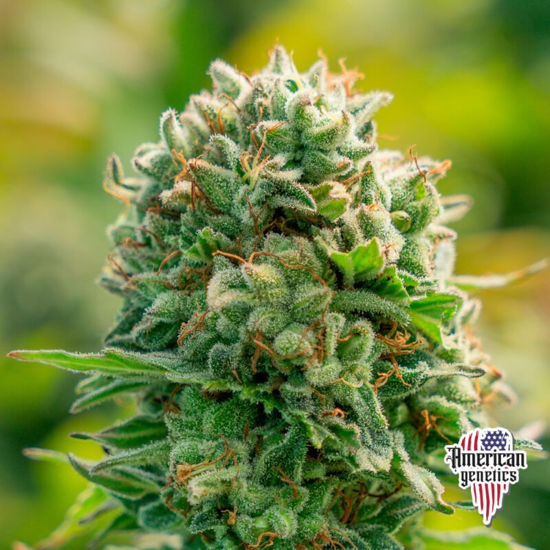 Planta de cannabis feminizada de interior en floración, variedad cookies haze