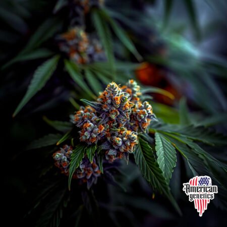 floración de plantas de marihuana en cultivo interior variedad cream cookies fv