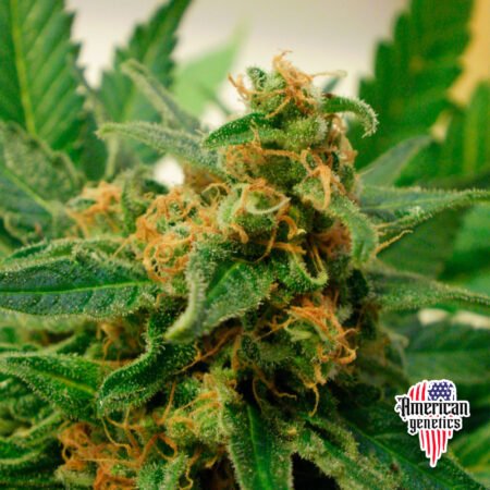 floración de plantas de marihuana en cultivo exterior