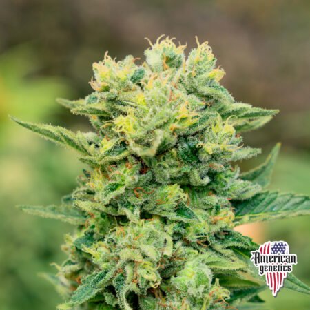 Critical Jack