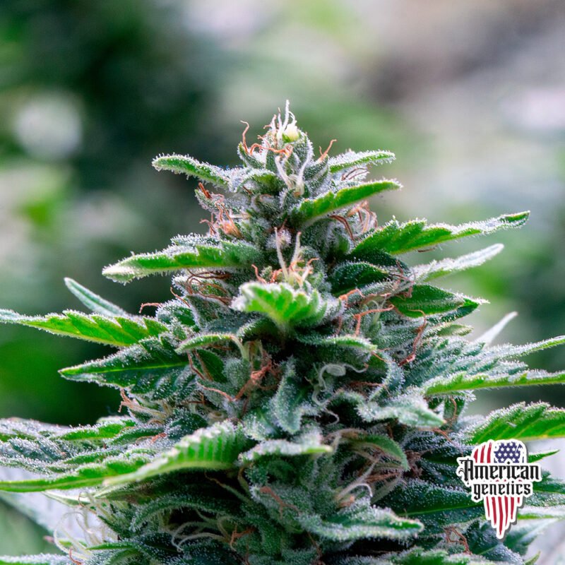 floración de plantas de marihuana en cultivo interior