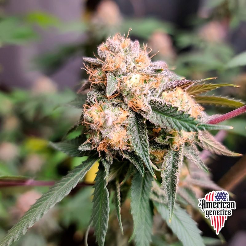 floración de plantas de marihuana en cultivo interior