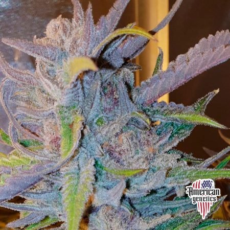 Planta de cannabis feminizada de interior en floración, variedad critical purple kush