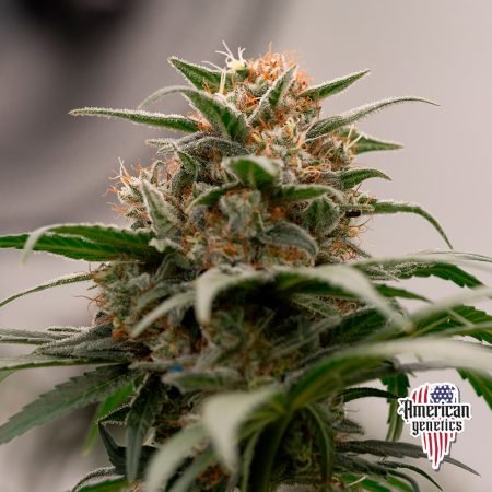 Planta de cannabis feminizada de interior en floración, variedad critical widow