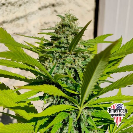 floración de plantas de marihuana en cultivo exterior