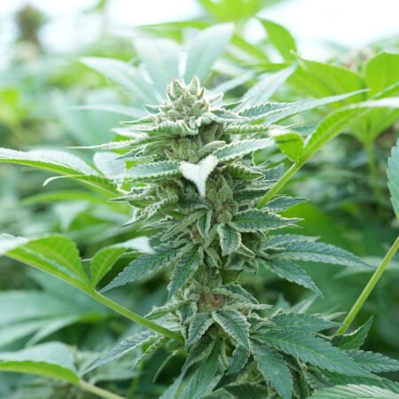 Planta de cannabis feminizada de exterior en floración, variedad hast plant