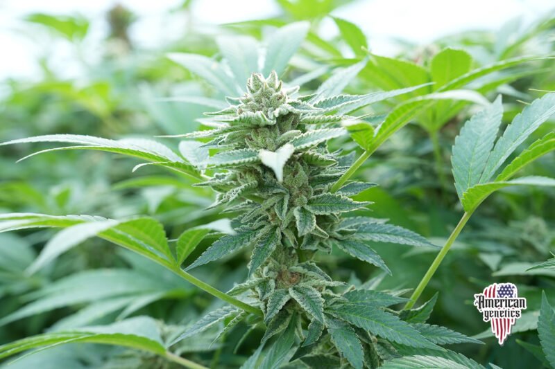 Planta de cannabis feminizada de exterior en floración, variedad hast plant