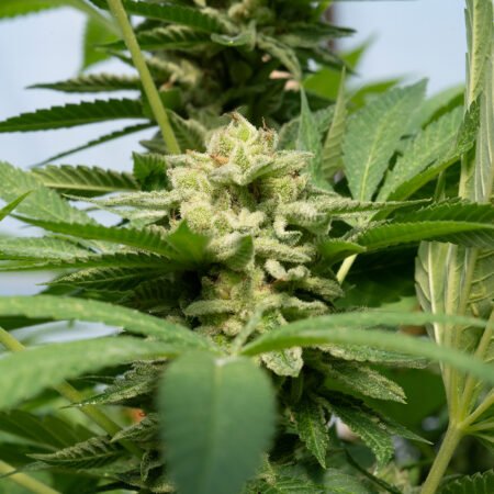 Planta de cannabis feminizada de exterior en floración, variedad ak-47
