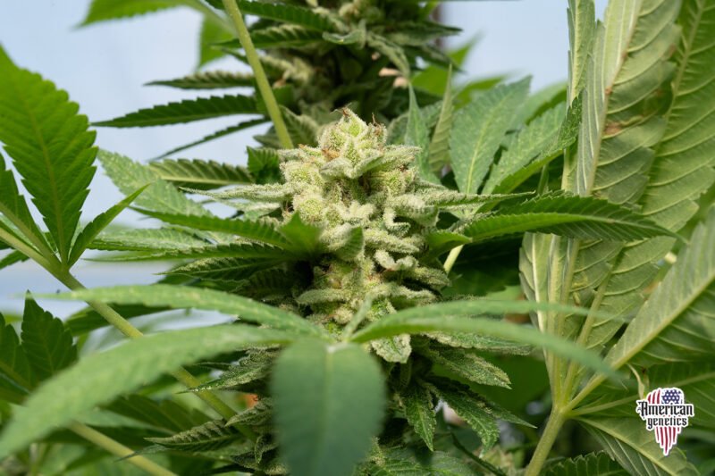 Planta de cannabis feminizada de exterior en floración, variedad ak-47