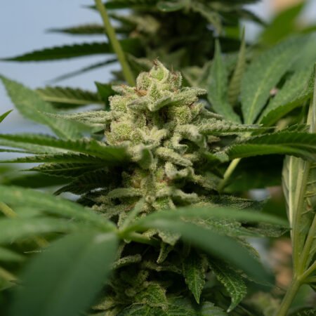 Planta de cannabis feminizada de exterior en floración, variedad caramel
