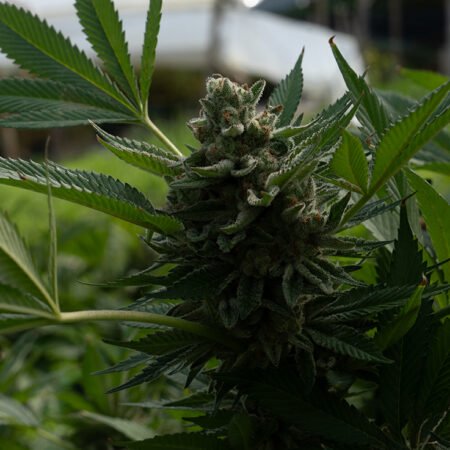 Planta de cannabis feminizada de exterior en floración, variedad early skunk