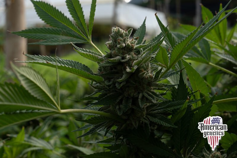 Planta de cannabis feminizada de exterior en floración, variedad early skunk