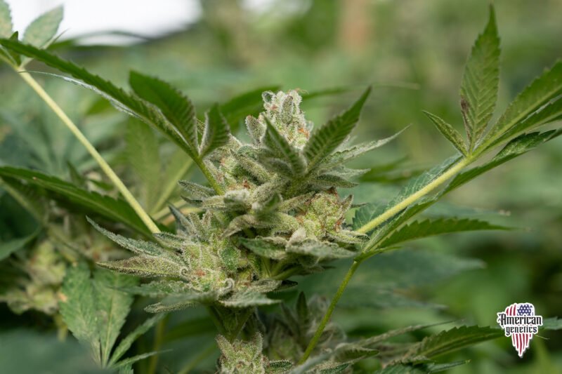 Planta de cannabis feminizada de exterior en floración, variedad critical 47