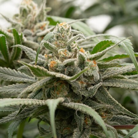 Planta de cannabis feminizada de exterior en floración, variedad new york diesel