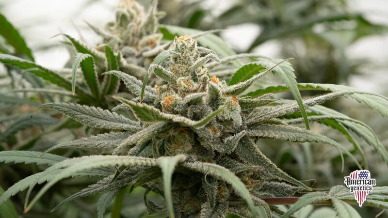 Planta de cannabis feminizada de exterior en floración, variedad new york diesel