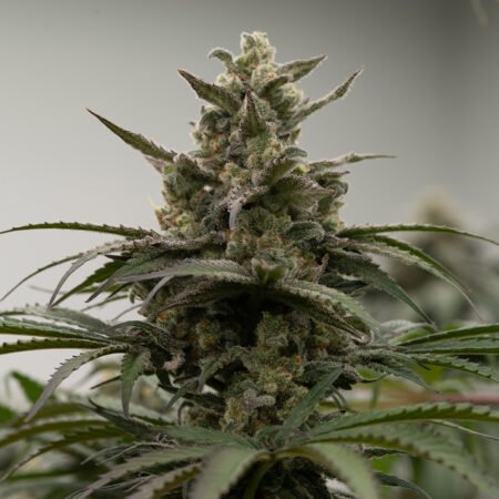 Planta de cannabis feminizada de interior en floración, variedad premium
