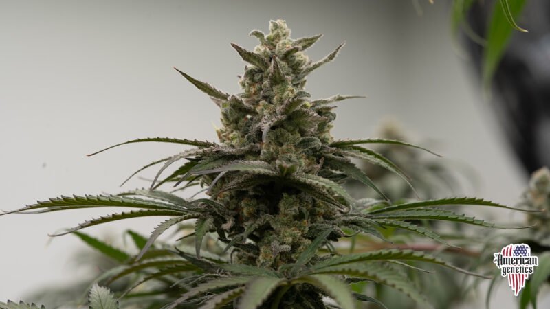 Planta de cannabis feminizada de interior en floración, variedad premium