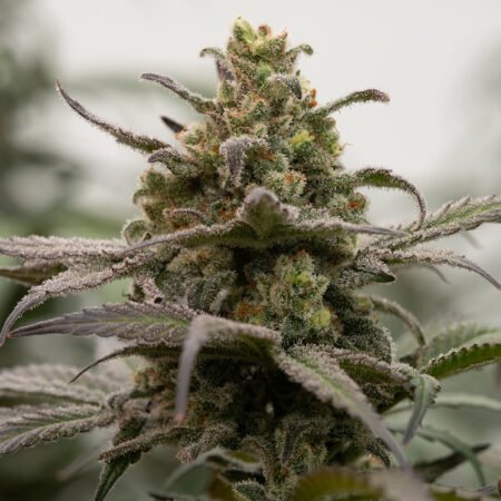 Planta de cannabis feminizada de interior en floración, variedad blue c heese
