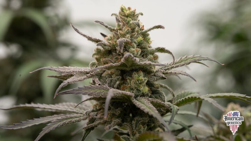 Planta de cannabis feminizada de interior en floración, variedad blue c heese