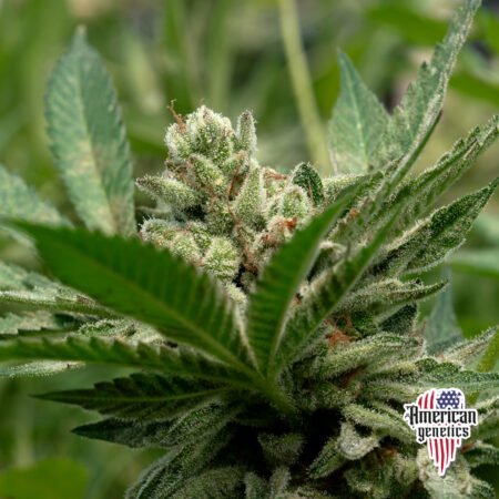 Planta de cannabis feminizada de interior en floración, variedad especial kush